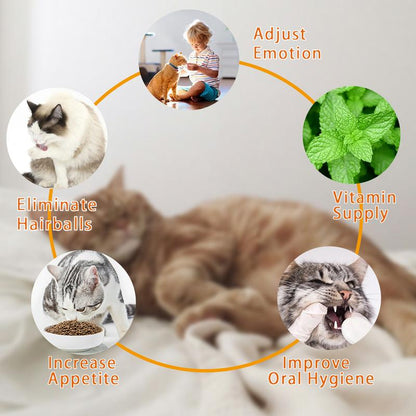 Catnip Ball for Cats, Extra Cat Energy Ball, Edible Toys