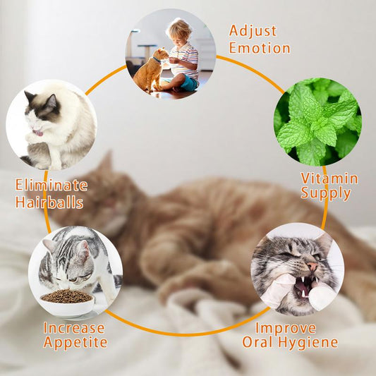 Catnip Ball for Cats, Extra Cat Energy Ball, Edible Toys
