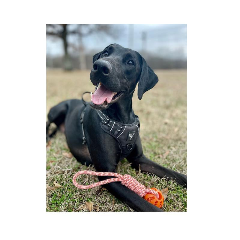 TK Dog Harness