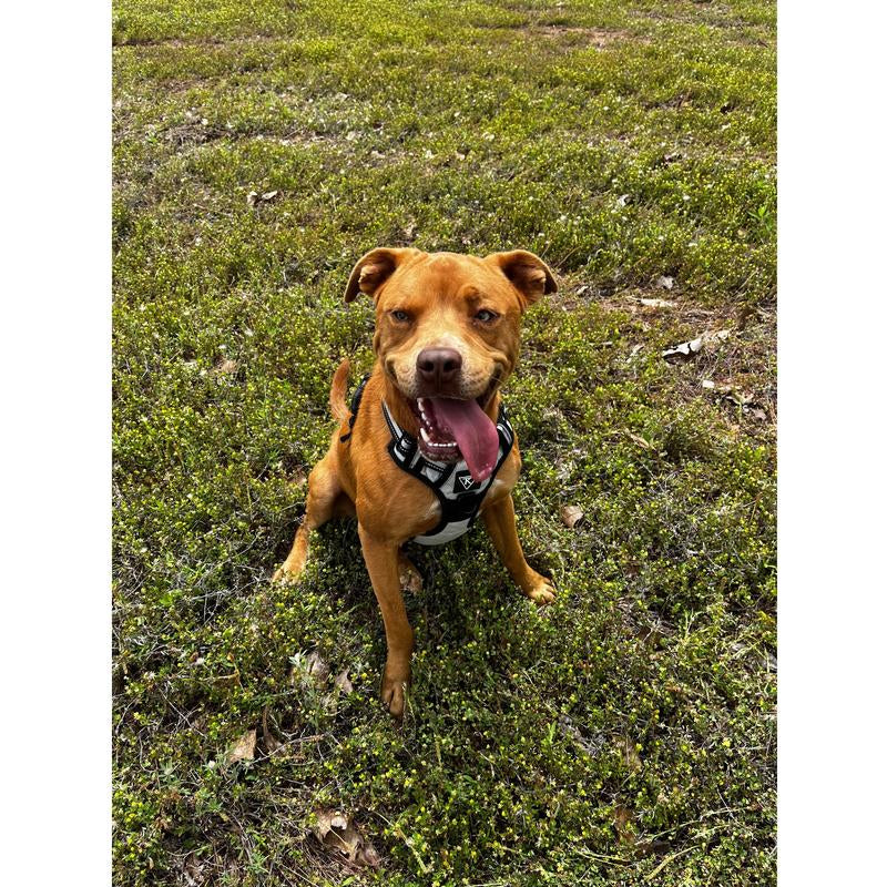 TK Dog Harness